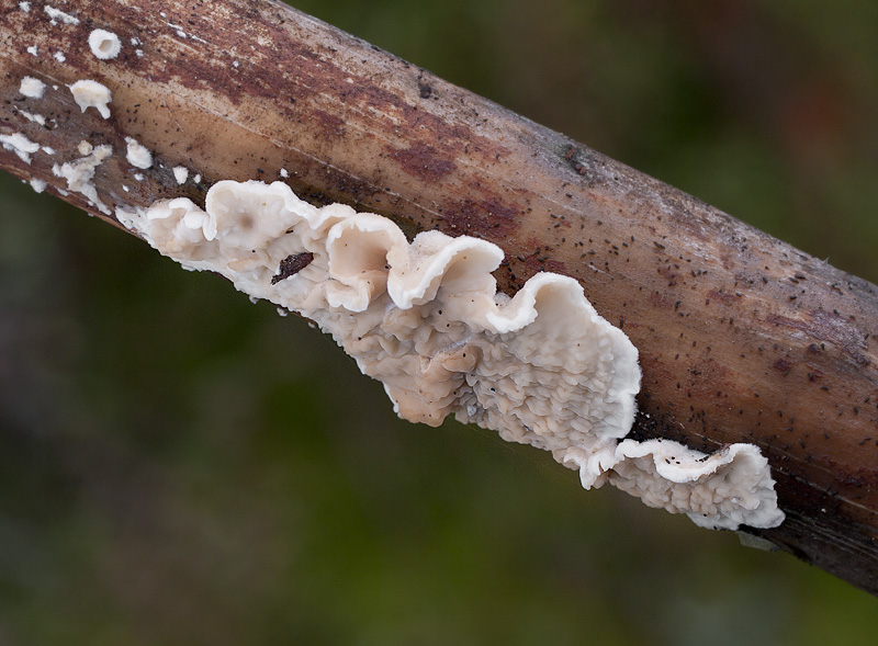 Auriculariopsis albomellea